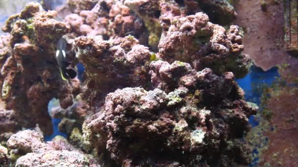 Aquarium met vis en corral — Stockvideo