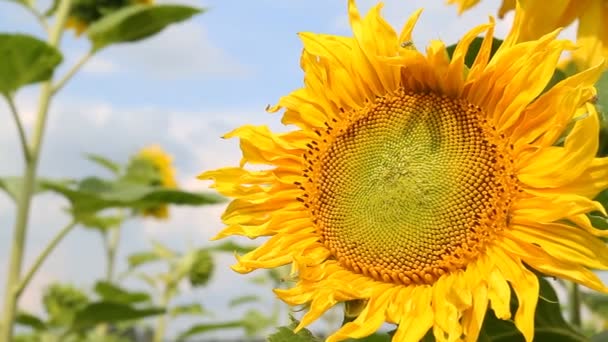 Sunflowers — Stock Video