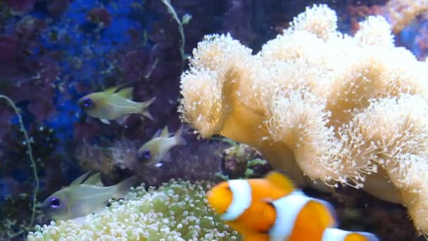 Aquarium with fish and corral — Stock Video