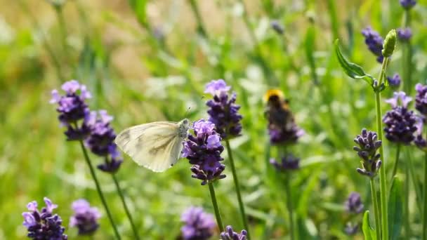 Flores de lavanda — Vídeo de Stock