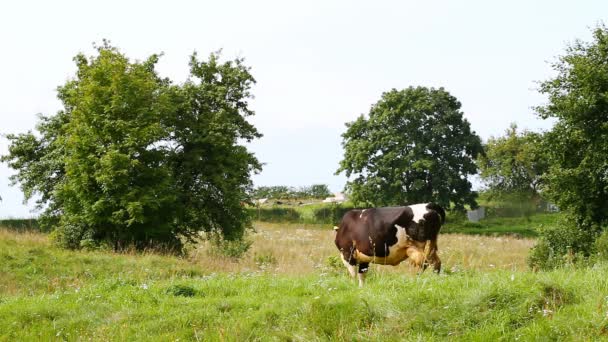 Kráva na louce牧草地で牛します。 — ストック動画