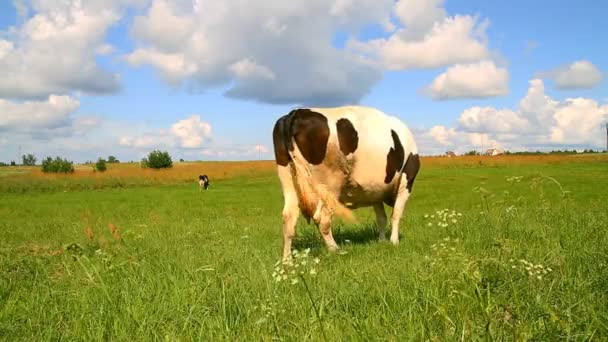Çayır üzerinde inek — Stok video