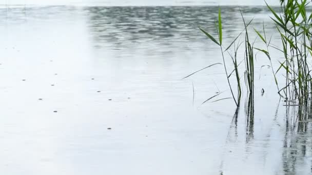 Lluvia en el lago — Vídeos de Stock