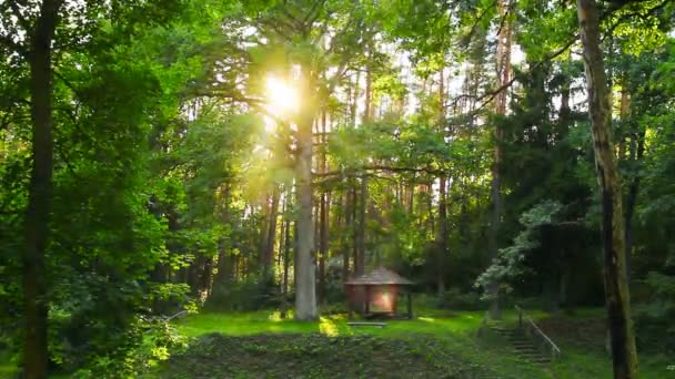 Zonsondergang in het magische woud — Stockvideo