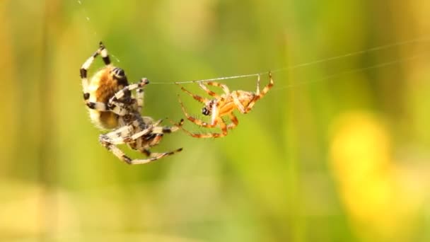 Spider and its prey — Stock Video