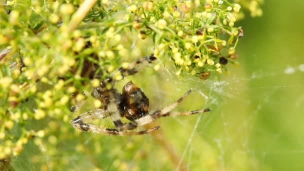 Spindel och sitt byte — Stockvideo