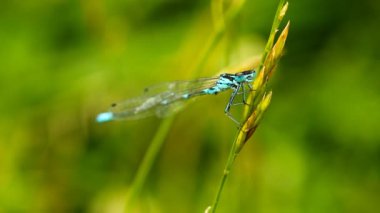 yusufçuk çimenlerin üzerinde yakın çekim