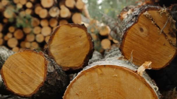 Gezaagd hout — Stockvideo