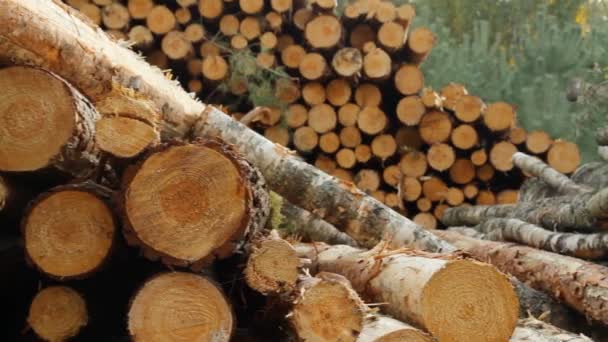 Sawn timber — Stock Video