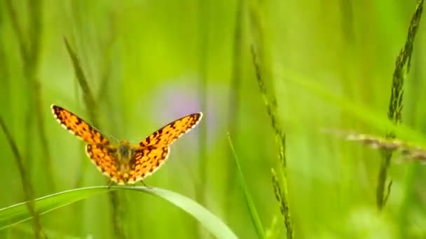 Mariposa sobre hierba — Vídeo de stock