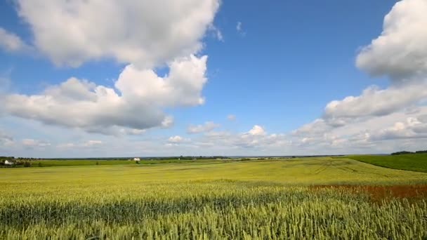 Wheat field, timelapse — Stock Video