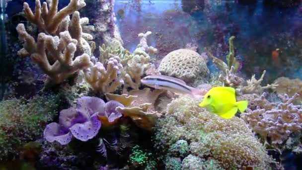 Aquarium met vis en corral — Stockvideo