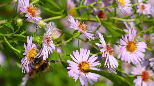 Biene auf Blumen, Makro — Stockvideo