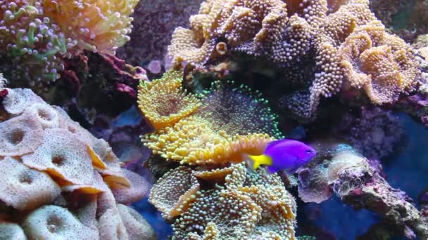 Акваріум з рибою і коралом — стокове відео