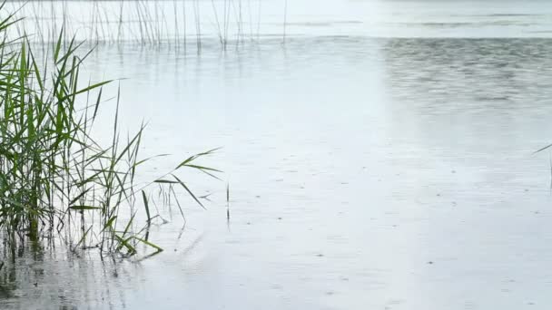 Regen auf dem See — Stockvideo