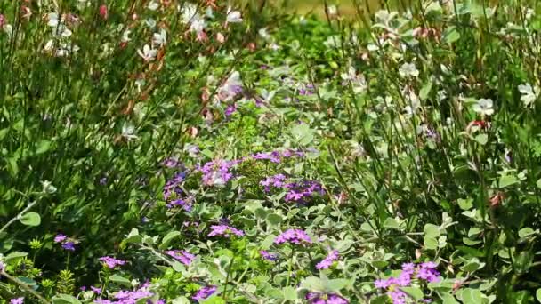 Fleurs