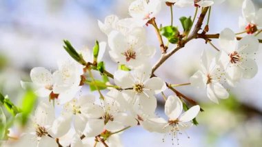 elma ağacının çiçekleri