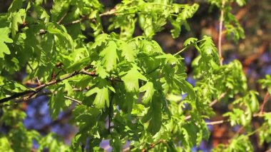 genç yaprakları meşe