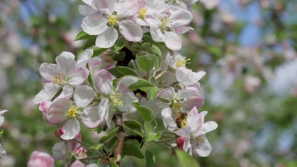 Flores de manzano — Vídeos de Stock