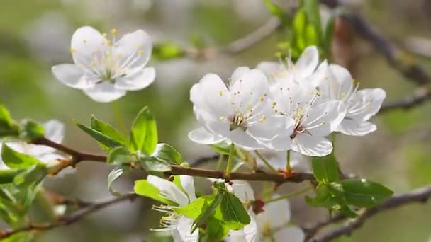 Flores de macieira — Vídeo de Stock