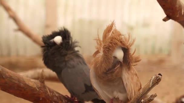 Любовь и голуби — стоковое видео