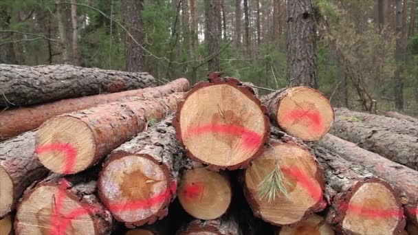 Sawn timber — Stock Video