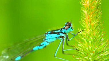 yusufçuk çimen üzerinde