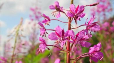 epilobium angustifolium çiçekler
