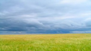 wheat field, timelapse