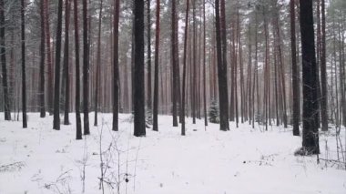 kış orman Panoraması