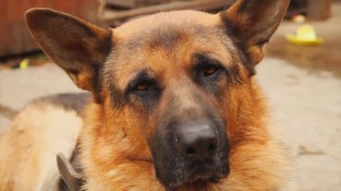 Alman çoban köpeği, portre