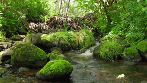 Fluxo de floresta, as pedras — Vídeo de Stock