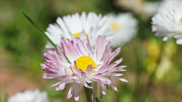 Fleurs de marguerite 