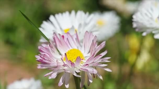 Fiori di margherita — Video Stock