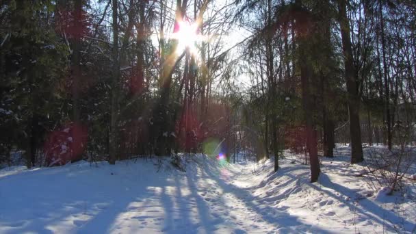 Floresta de inverno e o sol — Vídeo de Stock