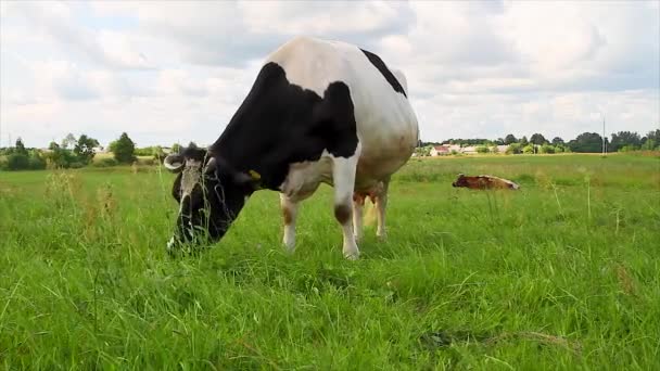 Vaca en el prado — Vídeo de stock