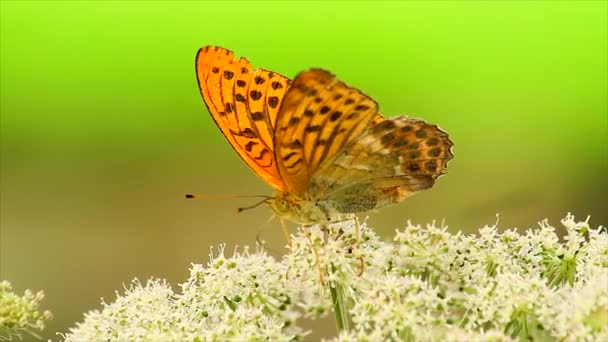 Mariposa en una flor — Vídeo de stock
