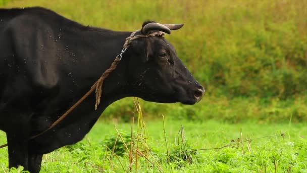 Vache sur prairie — Video