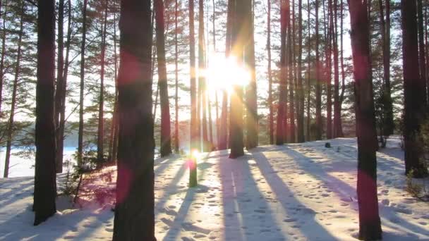 Winter forest en de zon — Stockvideo