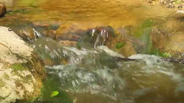 森林溪流石头 — 图库视频影像