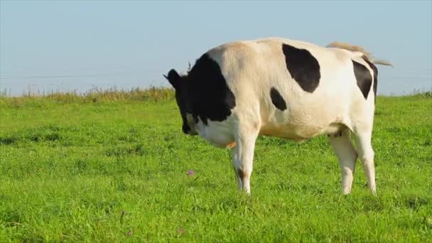 Cow eats grass — Stock Footage Cow eats grass Royalty Free Stock Video