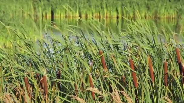 Reeds on the lake — Stock Video