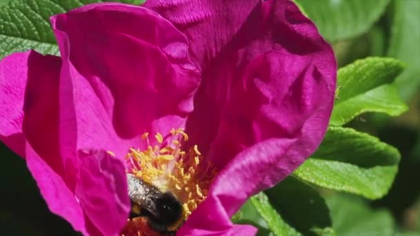 Wild rose bloemen en bee — Stockvideo