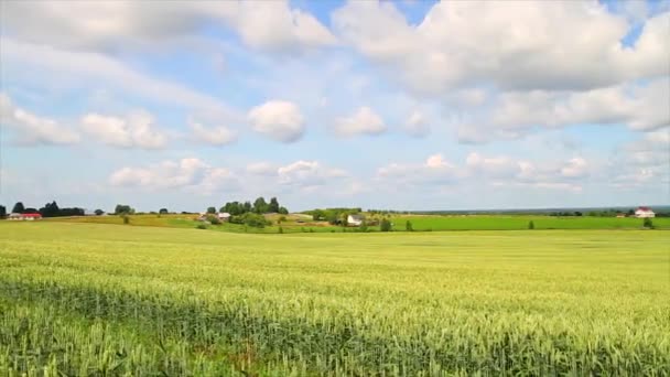 Buğday alanları Panoraması — Stok video
