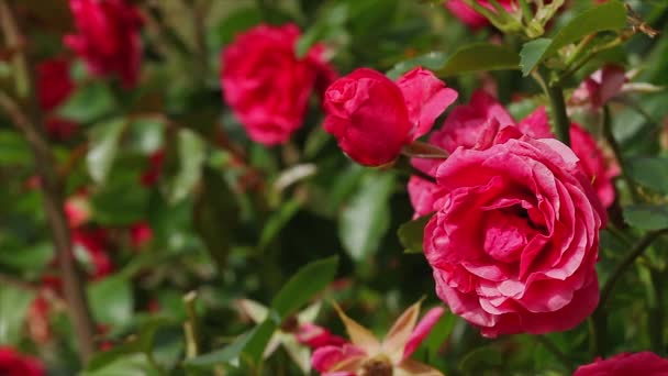 Roses rouges — Video