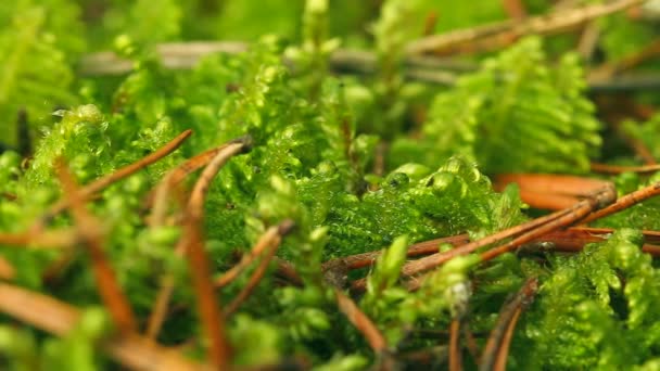 Moss, close-up — Stockvideo