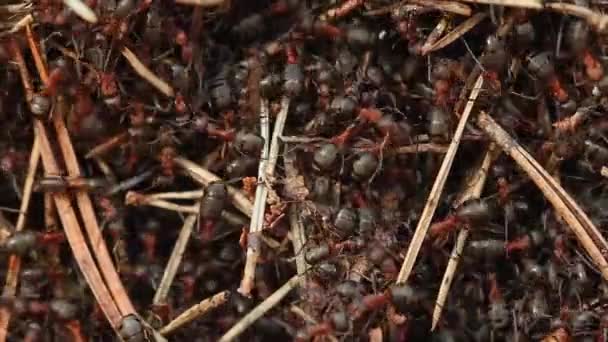 Ants in an anthill — Stock Video