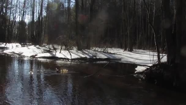 Весна річка, Панорама — стокове відео