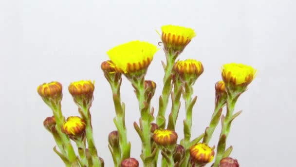 Crescimento e flores abertas fárfara, timelapse — Vídeo de Stock