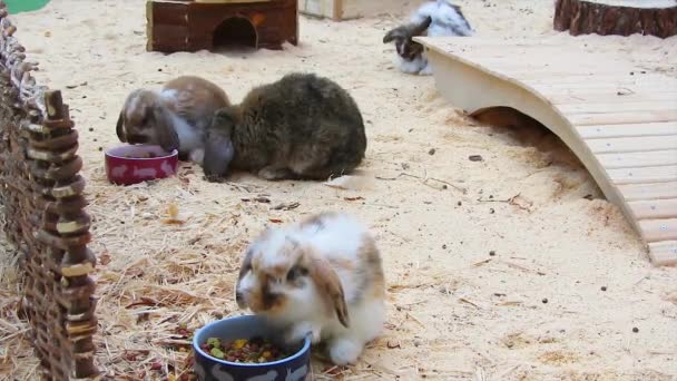 Кролики — стоковое видео